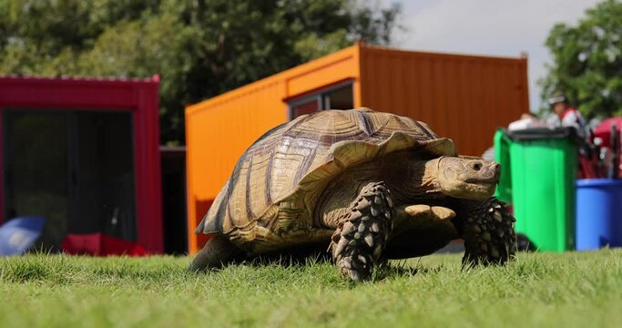 giant old tortoise or golden coin turtle (or Chinese three-striped box turtle (Cuora trifasciata), a species of turtle endemic to southern China) crawling on grass field on a sunny day, search food