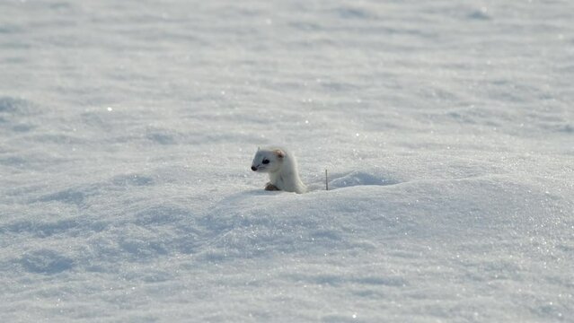 Charming the worlds smallest predator white weasel in snow in winter. 4K footage slow motion. Young stoat in its natural habitat. Curious animal was spotted in wild.