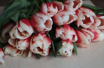 A bouquet of red tulips with white tips lies lying on a light wooden surface.