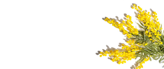 Mimosa flowers isolated on white background. Festive spring concept, Easter, Women Day