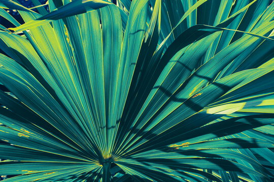 Blue Tropical Palm Leaf Background