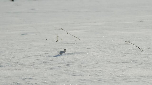 Charming the worlds smallest predator white weasel in snow in winter. 4K footage slow motion. Young stoat in its natural habitat. Curious animal was spotted in wild.