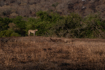 Cheetah before a run