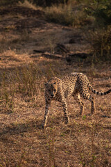 Cheetah looks for water