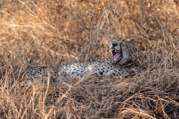 Nap time for cheetahs at mid day