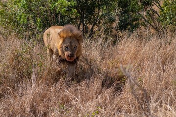 Lion emerges from kill in bush