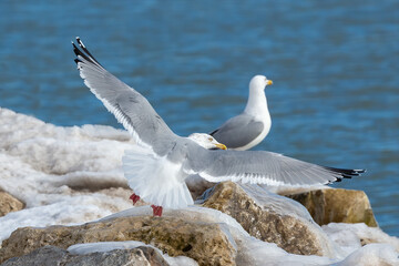 The ring-billed gull (Larus delawarensis) on the shores of Lake Michigan