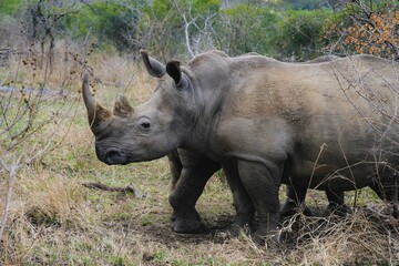 Rhino baby in the bush