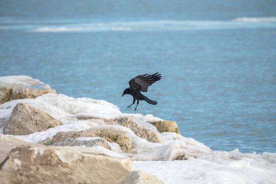 The American crow (Corvus brachyrhynchos) on the shore of lake Michigan