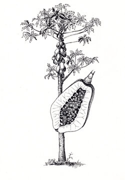 Papaya tree and fruit