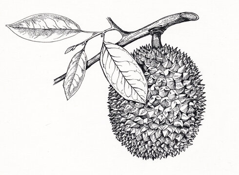 Jackfruit