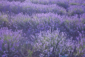 Obraz na płótnie Canvas Beautiful image of lavender fields. Summer sunset landscape