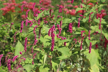 Obraz premium 秋の公園に咲くオオケタデの赤い花