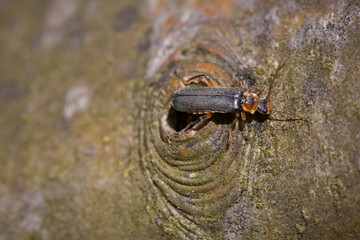 Käfer, Isekt close-up