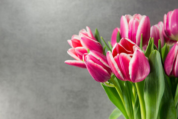 pink tulips on dark background