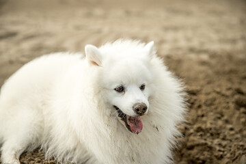 outdoor portrait of white dog japanese spitz