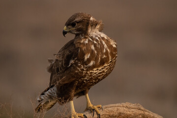 red tailed hawk