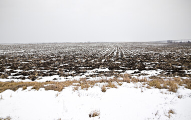 Agriculture. Field of chernozem under the snow.