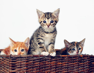 Fototapeta na wymiar Here comes the cuteness. Studio shot of a basket full of adorable kittens.