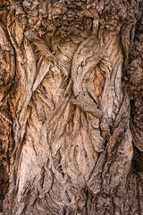 Carved texture of tree bark. The bark of a tree with cracks. wood texture, natural tree bark. DNatural background, bark of a tree that traces cracking.
