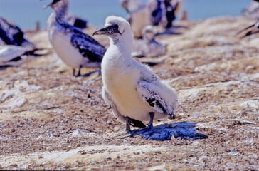 Australasian gannet