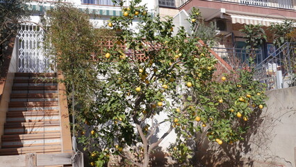 A blooming lemon tree.