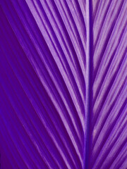 violet leaf with line texture, natural background