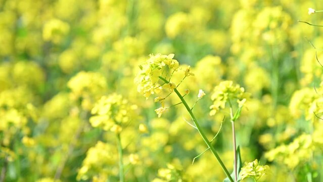 背景に使いやすい満開の菜の花畑の動画	
