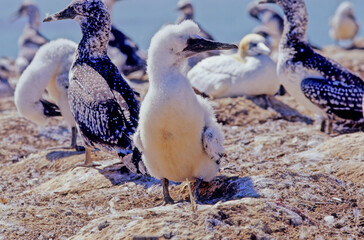 Australasian gannet
