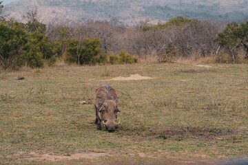 Warthog at the mud