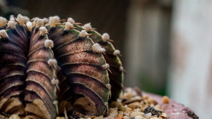Gymnocalycium friedrichii cactus with rusty color. Closeup of Gymnocalycium friedrichii cactus