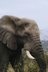 Obraz na płótnie Canvas elephant face
