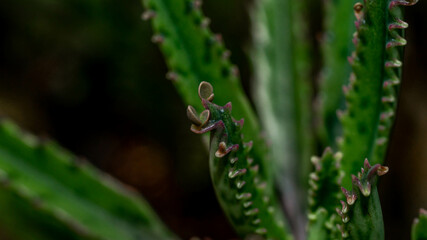 Kalanchoe pinnate plantlets or adventitious bud as reproductive structure in detail.