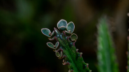 Kalanchoe pinnate plantlets or adventitious bud as reproductive structure in detail.