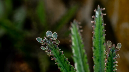 Kalanchoe pinnate plantlets or adventitious bud as reproductive structure in detail. - 491409066