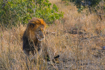 lion in the sunset