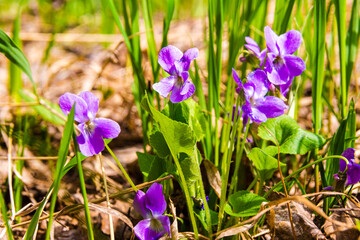 forest violet blooms in early spring, attracting insects with a sweet aroma under the rays of the sun