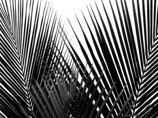 coconut leaf silhouette isolated on white background