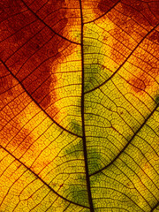 autumn colorful teak leaf texture