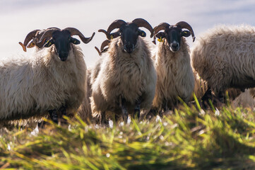 Fototapeta premium Sheep with horns looking at the camera. flat pee grass defocused