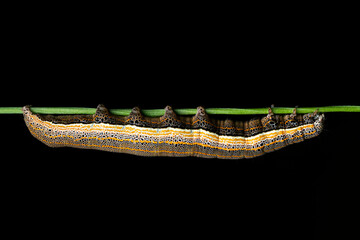 The eastern alchymist (Aedia leucomelas)