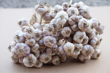 Thai garlic bulbs. Concept : Keep garlic after harvest by tying in bunch to dry in the shade. Agricultural product, herb and food ingredient.