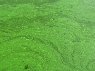 Green water in the pond with bubble formed by green algae