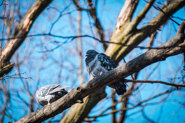 Pigeon sitting on a tree, sky in background
