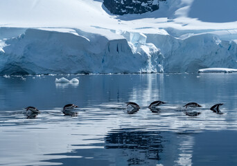 Porpoising gentoo penguins on the waters near Yankee Harbour, Greenwich Island, South Shetland...