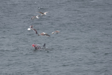Lepard seal killing a gentoo penguin,shaking it vigorously against the surface of the water repeatedly, Brown Bluff, Antarctic Peninsula, Antarctica