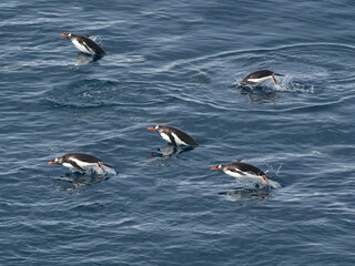 Porpoising gentoo penguins on the waters near Yankee Harbour, Greenwich Island, South Shetland Islands, Antarctica.