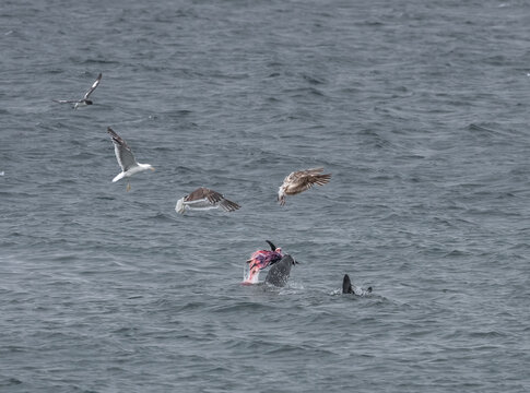 Lepard seal killing a gentoo penguin,shaking it vigorously against the surface of the water repeatedly, Brown Bluff, Antarctic Peninsula, Antarctica
