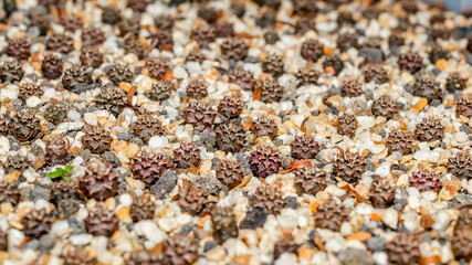 Seedlings of variegated Gymnocalyciym mihanovichi cactus. Beautiful young cactus on white gravel.