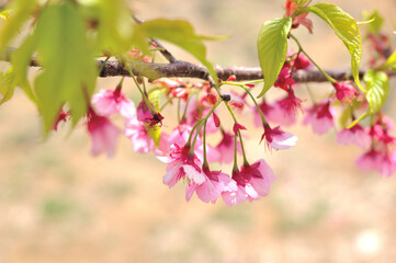 桜若葉とちる桜
